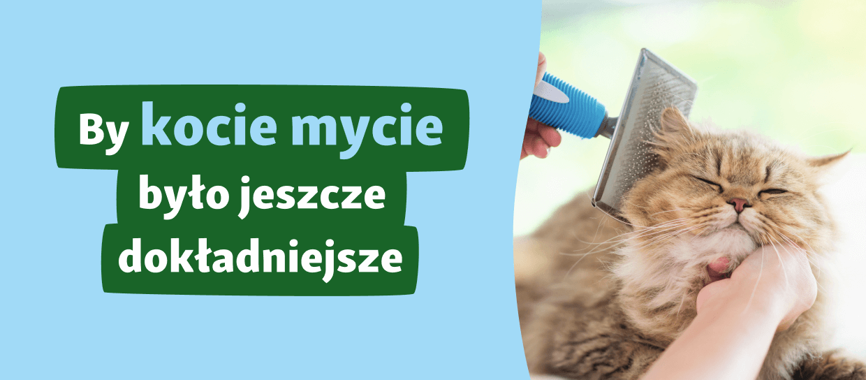 Cat_Visual_PL Zadowolony brązowy pręgowany kot szczotkowany niebieską szczotką dla dokładniejszej pielęgnacji