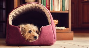 Kleiner brauner Hund entspannt in einem gemütlichen bordeauxroten Hundebett vor einem Bücherregal im Wohnzimmer