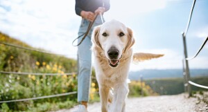Glücklicher Golden Retriever an der Leine auf einem malerischen Wanderweg bei sonnigem Wetter