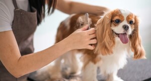 Kavalier King Charles Spaniel wird professionell gebürstet, glücklicher Hund mit herausgestreckter Zunge bei der Fellpflege