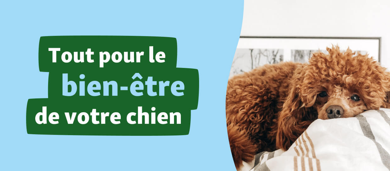 KE_Dog_Visual_FR Chien caniche marron allongé sur une couverture rayée pour le bien-être de votre chien