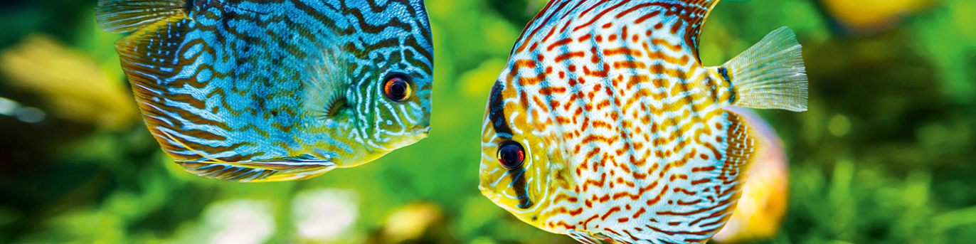 Aquarium inkl Fische und Zubehör in 9500 Villach für € 110,00 zum