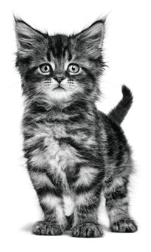 Plank met verschillende pluche huisdierspeelgoed in een winkel, waaronder beren, honden, panda's en olifanten