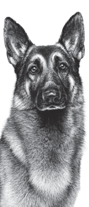 Hoogwaardig gedetailleerd zwart-witportret van een Duitse herdershond met oplettende ogen en rechtopstaande oren op een witte achtergrond.