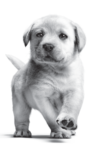 24 Schattige Labrador Retriever puppy die op een witte achtergrond loopt