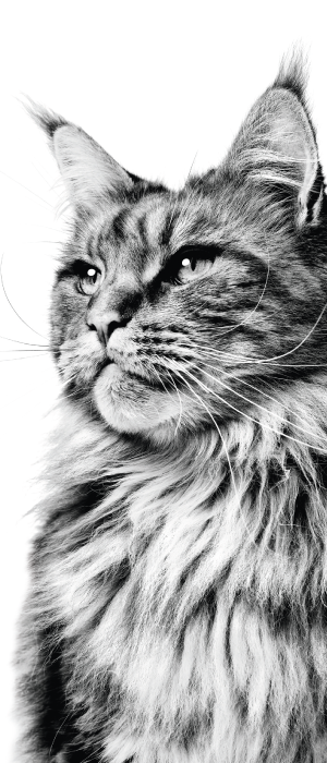 Verschillende krabpalen en kattenmeubels in een dierenwinkel, ideaal om op te klimmen en te krabben voor katten.