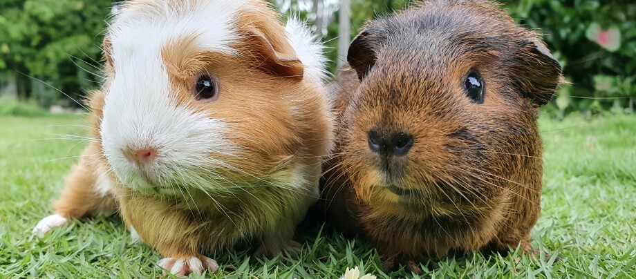 Meerschweinchen auf der Wiese