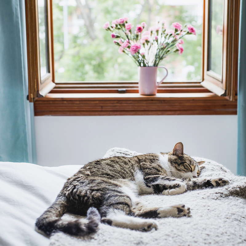 0322_Seniorenkatzen_800x800px_1 Schlafende getigerte Katze auf weicher Decke im Bett vor offenem Fenster mit rosa Blumen in Vase