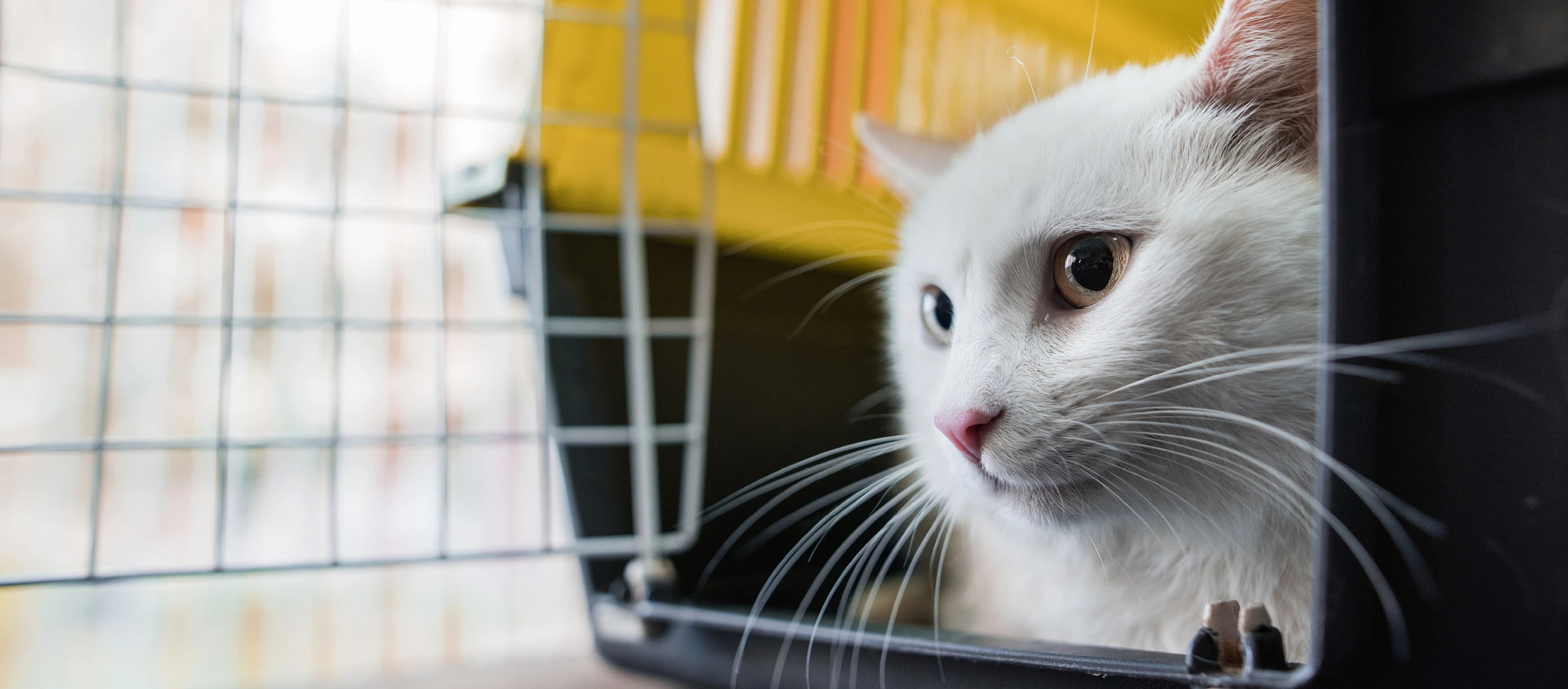 Chat blanc au nez rose regardant curieusement à l'extérieur d'une caisse de transport pour animaux ouverte