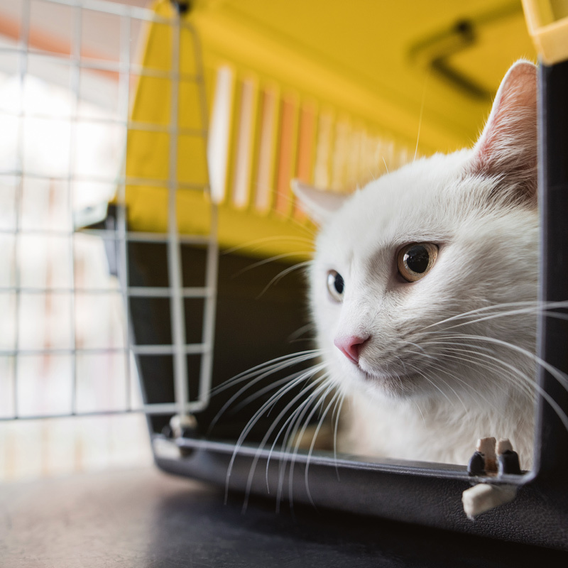 0322_Urlaub_mit_Katze_Aufmacher_800x800px Urlaub mit Katze
