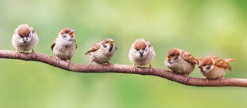 Six sparrows perched on a branch against a green background, some chirping.