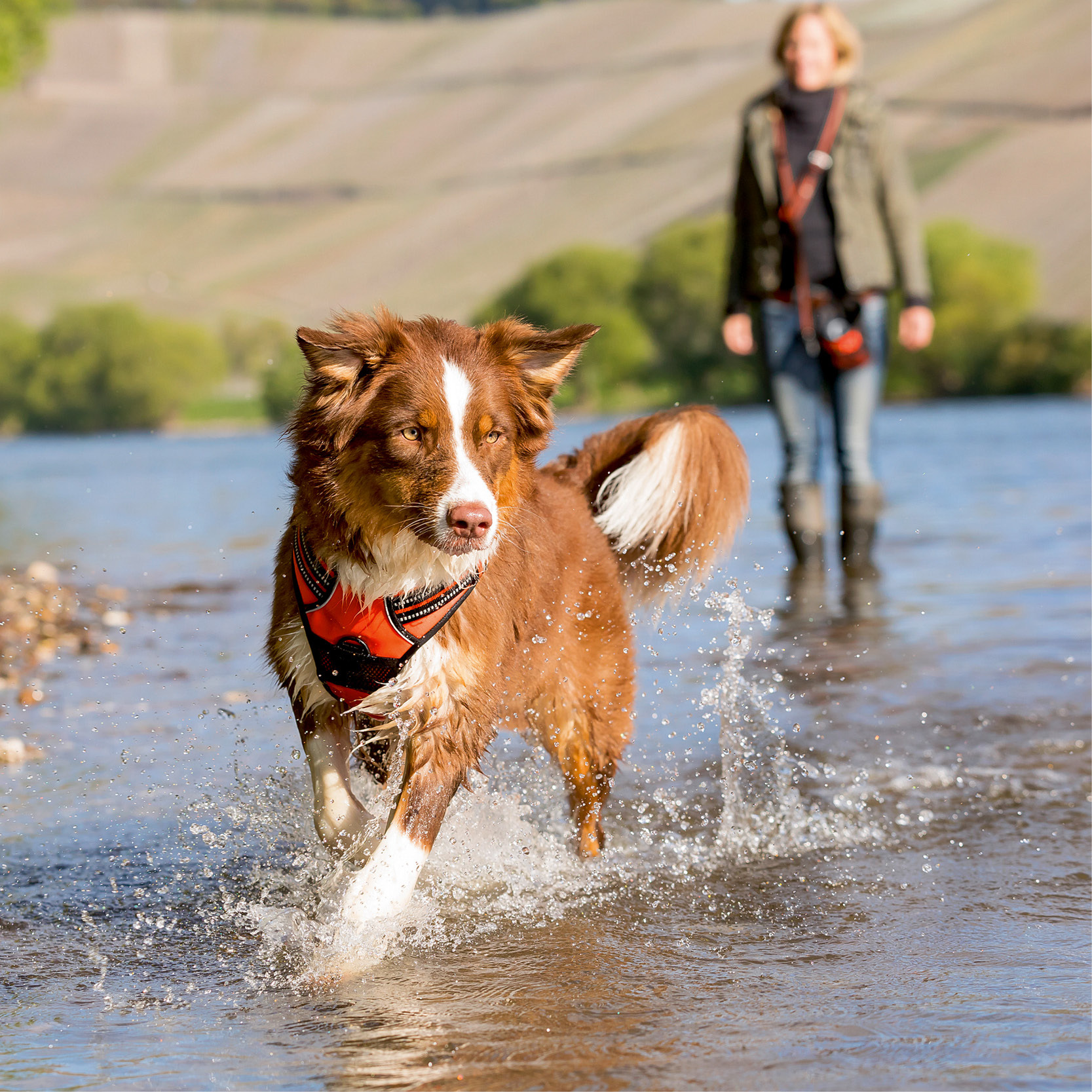 App_0322_Wandern_mit_Hund_800x800px2 Wandern mit Hund
