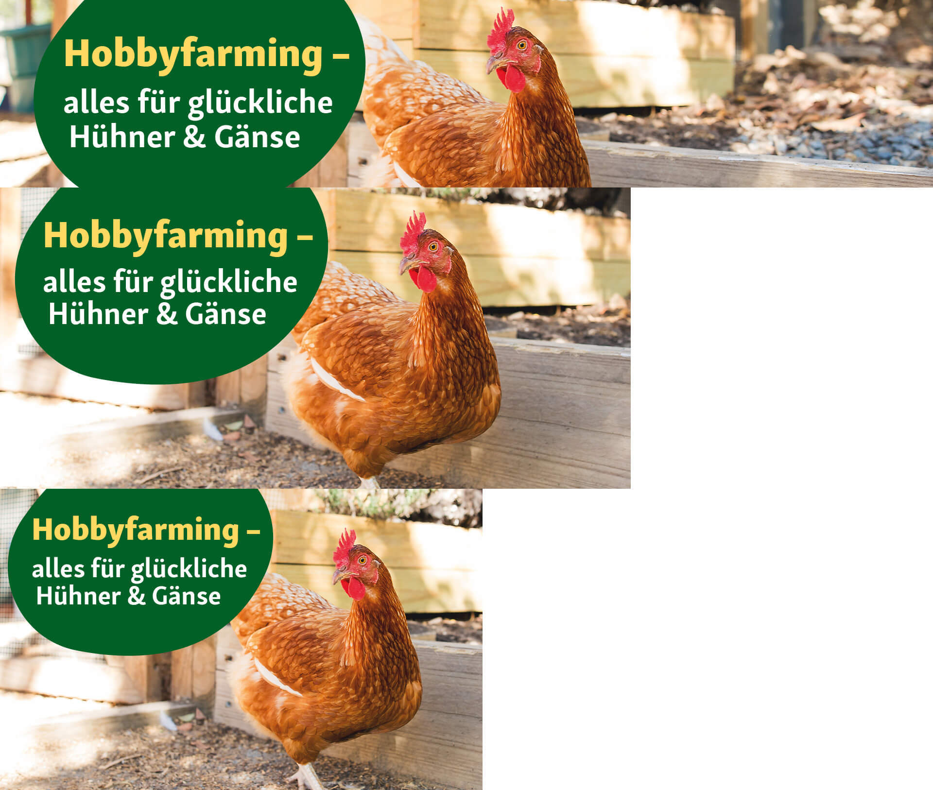 Braunes Huhn im Freien neben einem Hühnerstall mit grünem Label „Hobbyfarming – alles für glückliche Hühner & Gänse“