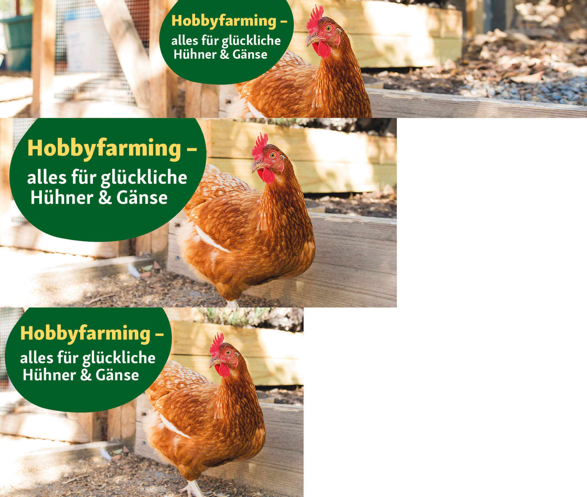 Hobbyfarming- alles für glückliche Hühner & Gänse