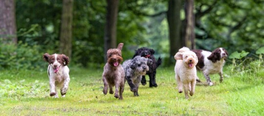 Vijf verschillende honden rennen vrolijk over een grasachtig bospaadje omgeven door groene bomen en natuur.