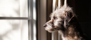 Kleiner zotteliger Hund schaut nachdenklich aus dem Fenster, natürliches Licht betont sein Fell