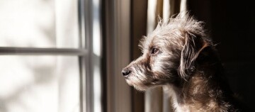 Kleine ruige hond kijkt bedachtzaam uit het raam, natuurlijk licht benadrukt zijn vacht
