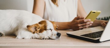 Frau spielt liebevoll mit braunem Hund auf grauem Hundebett in modernem Büro mit Katzenbild an der Wand