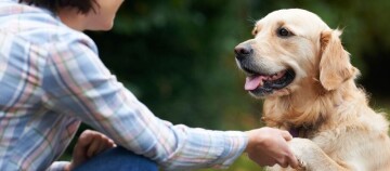 Glücklicher Golden Retriever Hund gibt einem Menschen im Freien die Pfote, freundschaftliche Tier-Mensch-Beziehung