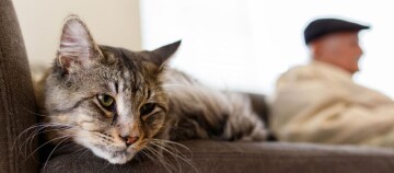 Nahaufnahme einer entspannten getigerten Katze auf einem braunen Sofa mit einem älteren Mann im Hintergrund