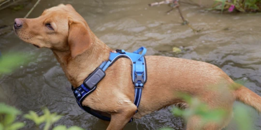 Chien marron clair portant un harnais bleu debout dans l'eau peu profonde d'un ruisseau en milieu naturel.