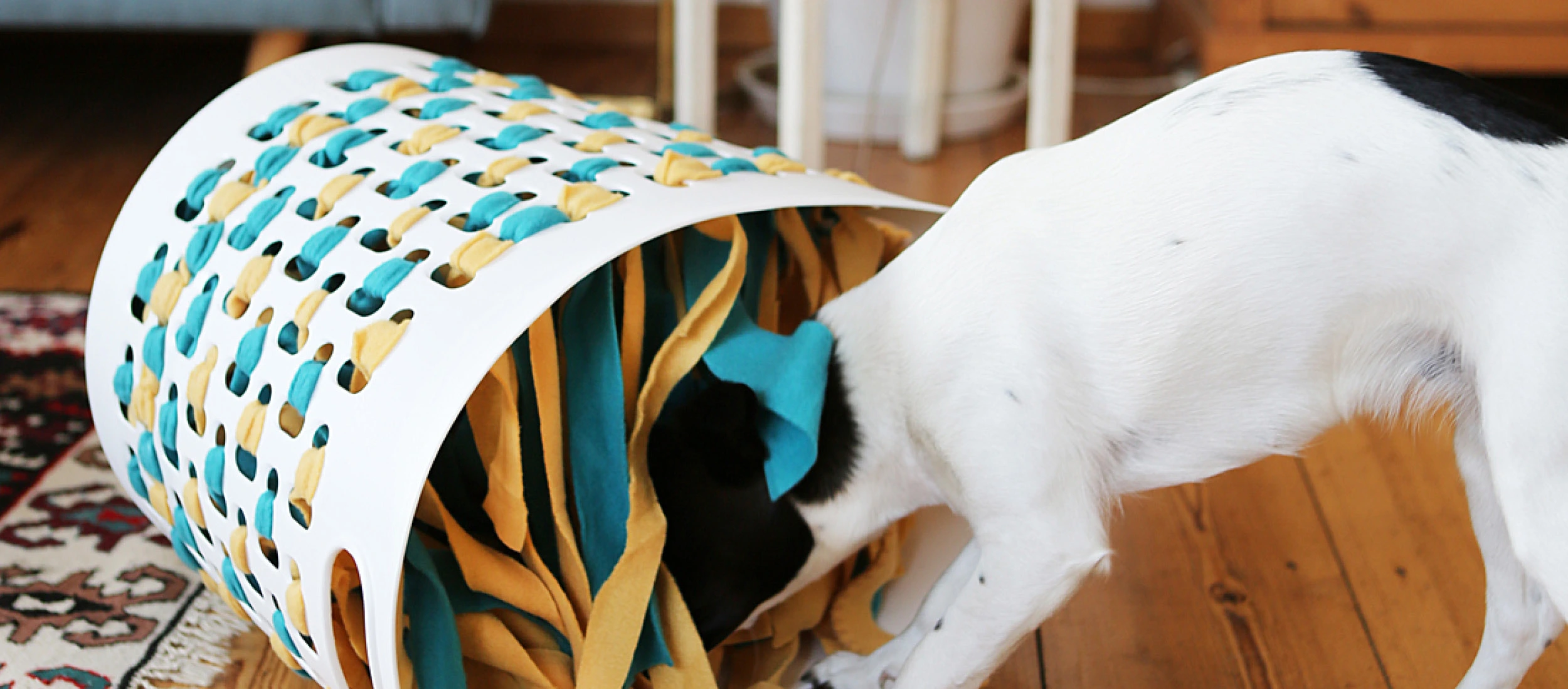 Kleiner weißer Hund schnüffelt in einem weißen Kunststoffkorb mit geflochtenen türkis- und senfgelben Stoffstreifen auf Holzboden.