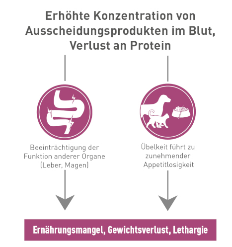 Grafik zeigt erhöhte Konzentration von Ausscheidungsprodukten im Blut und Proteinverlust bei Tieren mit Beeinträchtigung von Leber und Magen sowie Übelkeit und Appetitlosigkeit, führt zu Ernährungs­mangel, Gewichtsverlust und Lethargie