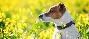 Jack Russell Terrier Hund sitzt in einem blühenden gelben Blumenfeld an einem sonnigen Tag