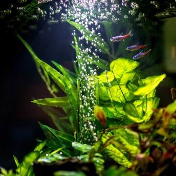 Kleurrijk aquarium met neonvissen, groene waterplanten en opstijgende luchtbellen