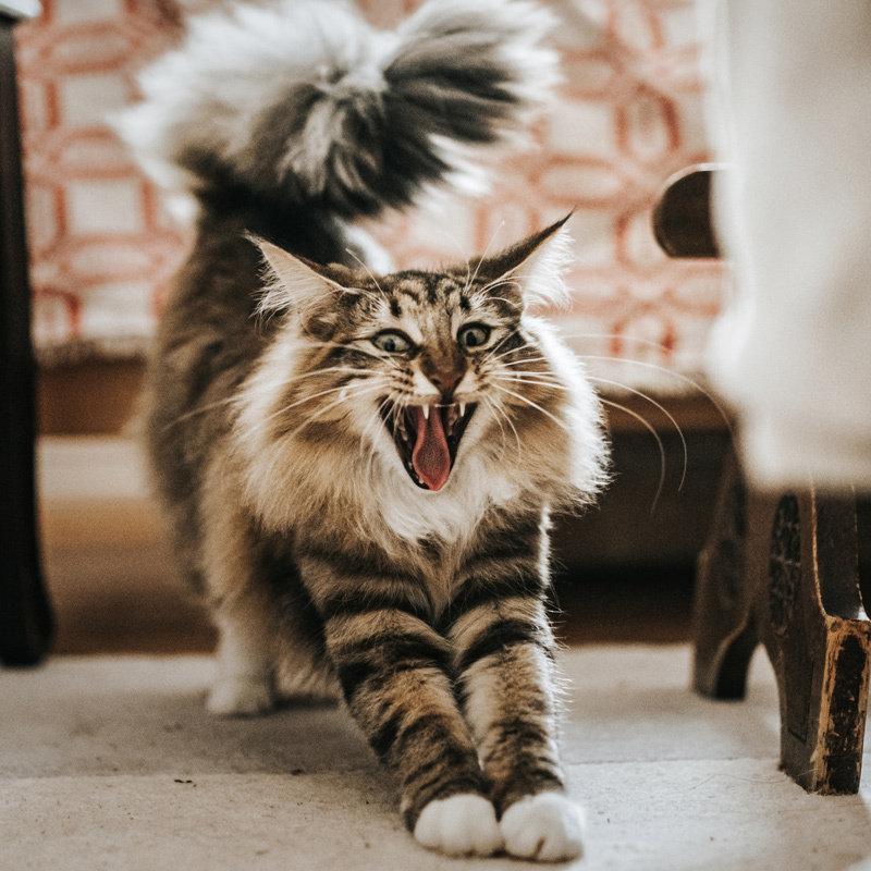 0422_APP_800x800px_02_Int-Katzentag Katze faucht und streckt sich