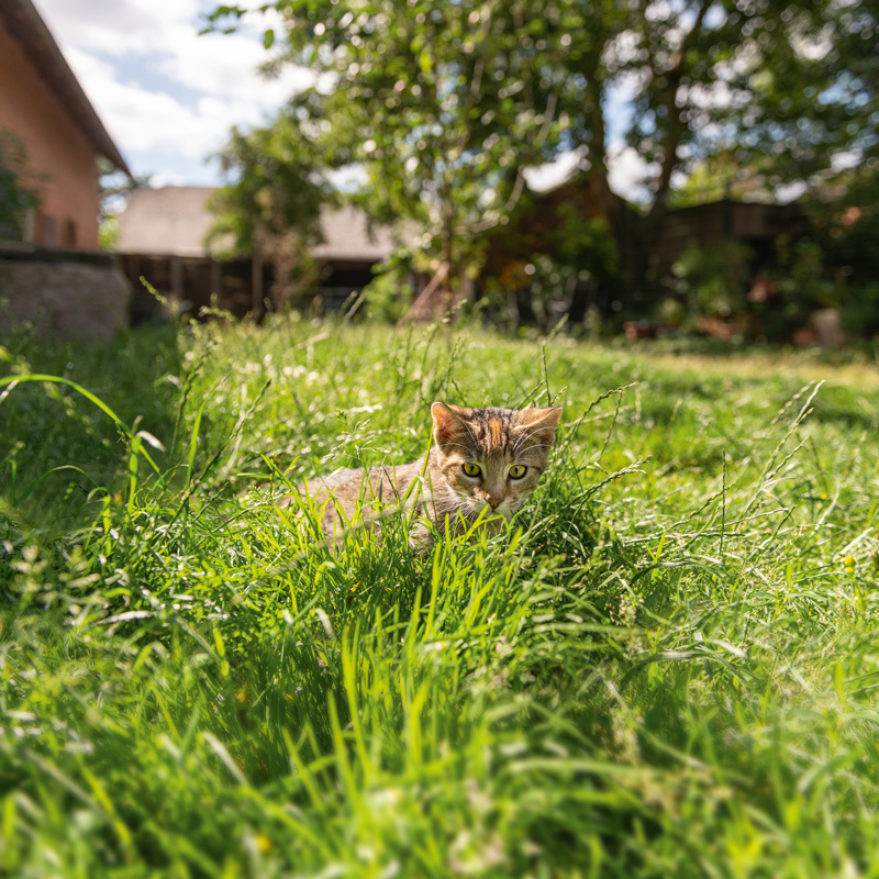 0422_APP_800x800px_06_Allergien_Katze Allergien bei Katzen