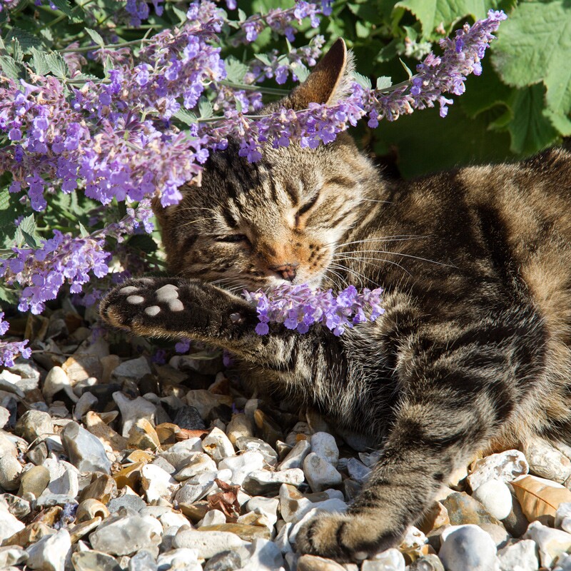 Katze liegt unter Katzenminze