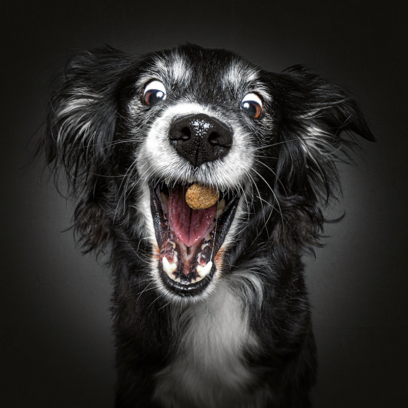 0422_APP_800x800px_16_Foto-Tipps_02 Nahaufnahme eines schwarz-weißen Hundes mit aufgerissenen Augen, der einen Leckerbissen in der Luft fängt