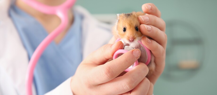 Gesundheitscheck Hamster