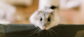 Nahaufnahme eines grauen Hamsters mit langen Schnurrhaaren, der direkt in die Kamera schaut