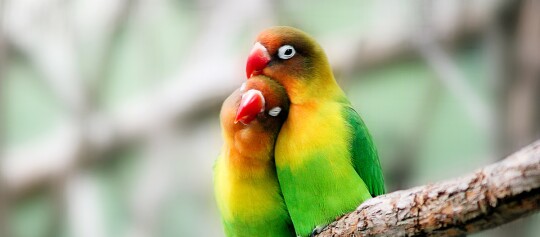 Zwei bunte Agaporniden (Pfirsichköpfchen) sitzen eng zusammen auf einem Ast und zeigen Zuneigung.
