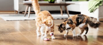 Zwei spielende Katzen, eine orange-weiße und eine dreifarbige, mit Spielzeug auf einem Holzboden in einem gemütlichen Wohnzimmer.