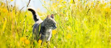 Graue getigerte Katze läuft durch eine sonnige Wiese mit gelben Wildblumen und grünem Gras