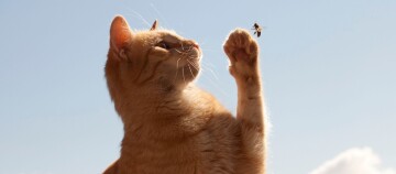 Insektenstiche bei Katzen