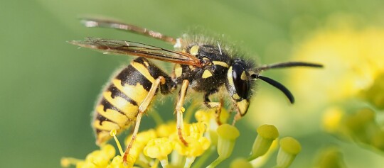 Nahaufnahme einer Wespe auf gelben Blüten, detaillierte schwarz-gelbe Streifen und transparente Flügel, Makrofotografie der Insektenwelt.