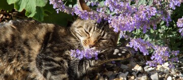 Entspannte getigerte Katze liegt auf Steinen neben lila Blüten im Garten