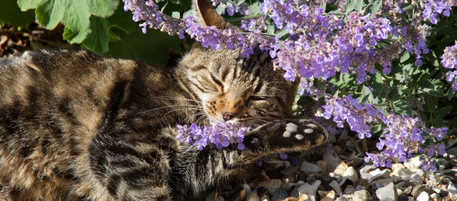 Katzen mögen Baldrian Katzenminze