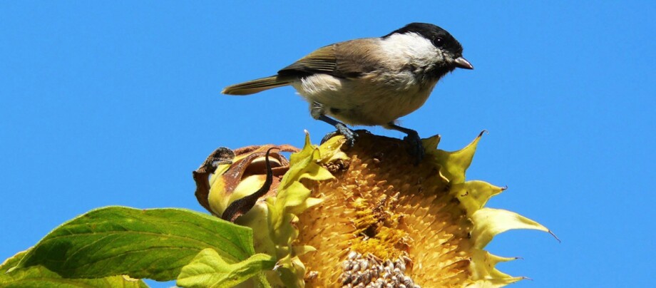 Vogelfreundlicher Garten im Sommer