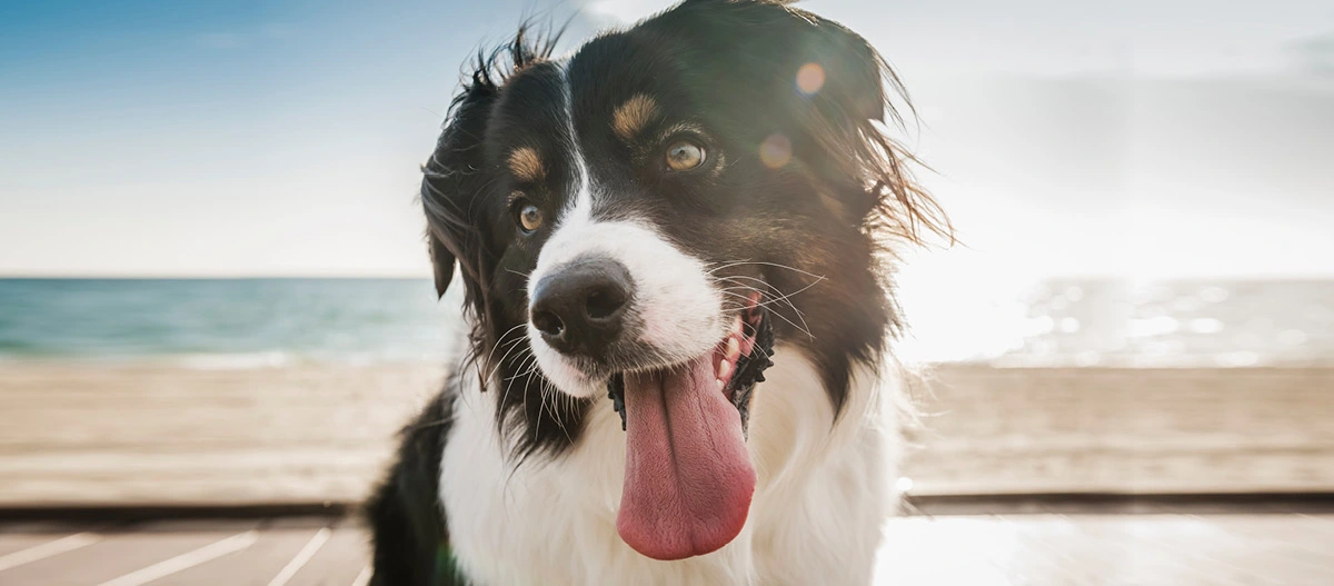 Chien Australian Shepherd heureux avec la langue sortie sur la plage par temps ensoleillé