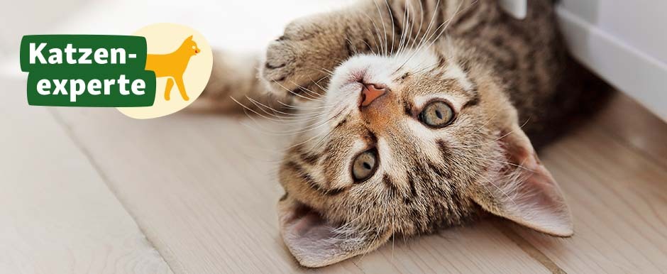 Niedliche getigerte Katze liegt auf dem Holzboden und schaut neugierig in die Kamera, Katzen-experte-Logo sichtbar