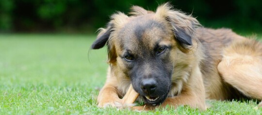 Großer Hund mit braun-schwarzem Fell liegt auf grünem Gras und kaut auf einem Kauknochen im Garten