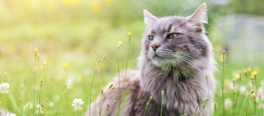 Flauschige graue Katze sitzt im grünen Gras mit gelben und weißen Wildblumen im Sonnenlicht