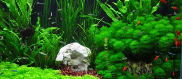 Buntes Süßwasseraquarium mit grünen Wasserpflanzen, weißem Stein und kleinen roten, blauen und silbernen Fischen.