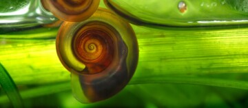 Nahaufnahme einer spiralförmigen Schneckenschale auf einem grünen Pflanzenstängel mit leuchtenden Farben und Details