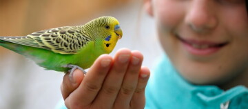Nahaufnahme eines grünen und gelben Wellensittichs, der auf den Fingern einer lächelnden Person sitzt, freundschaftliche Interaktion zwischen Mensch und Vogel